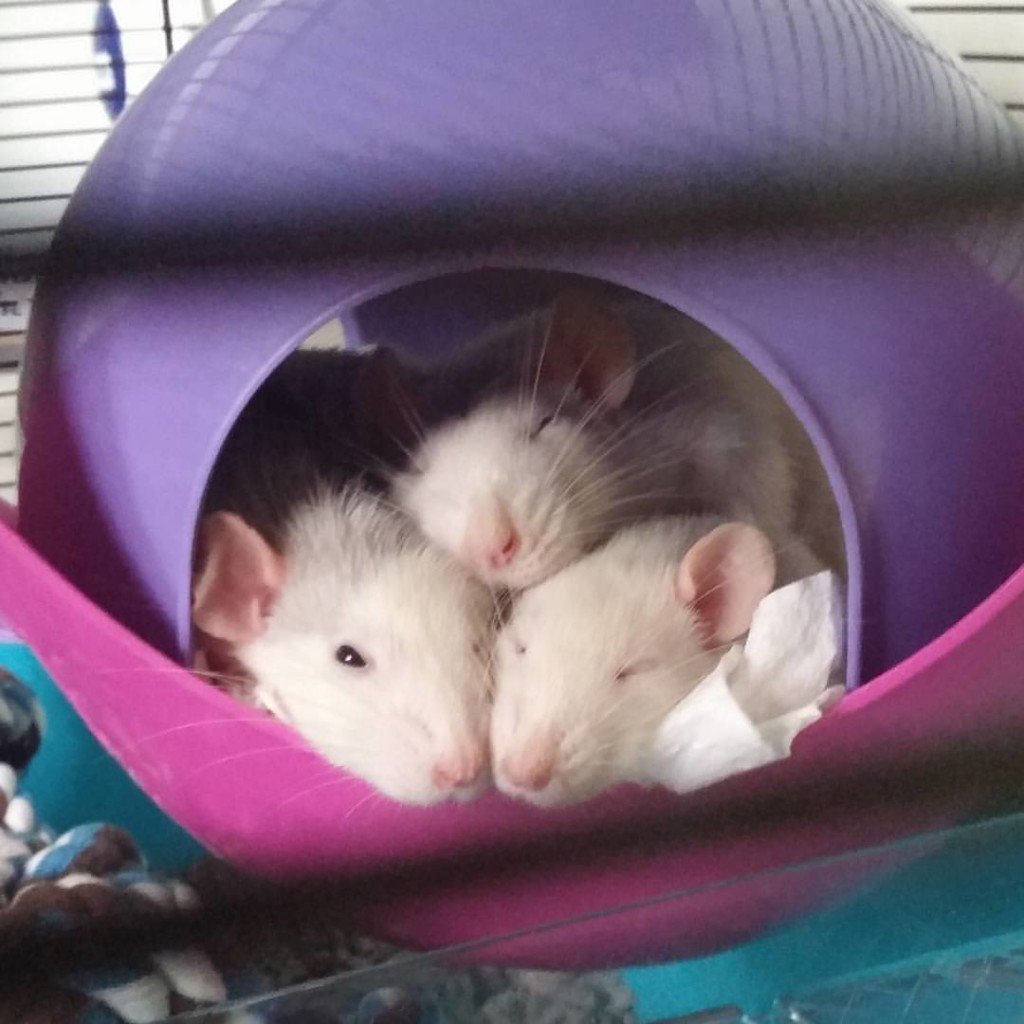 rats sleeping Westport Veterinary Clinic