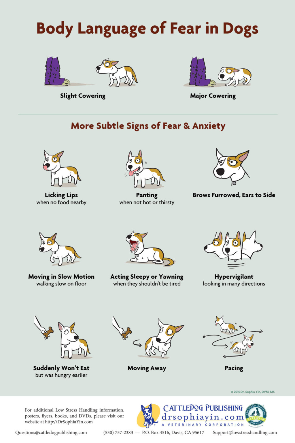 Behaviour Body language of Canine Anxiety Westport Veterinary Clinic