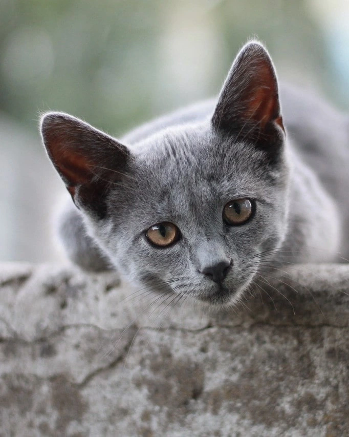 cat-4756360_1280-min